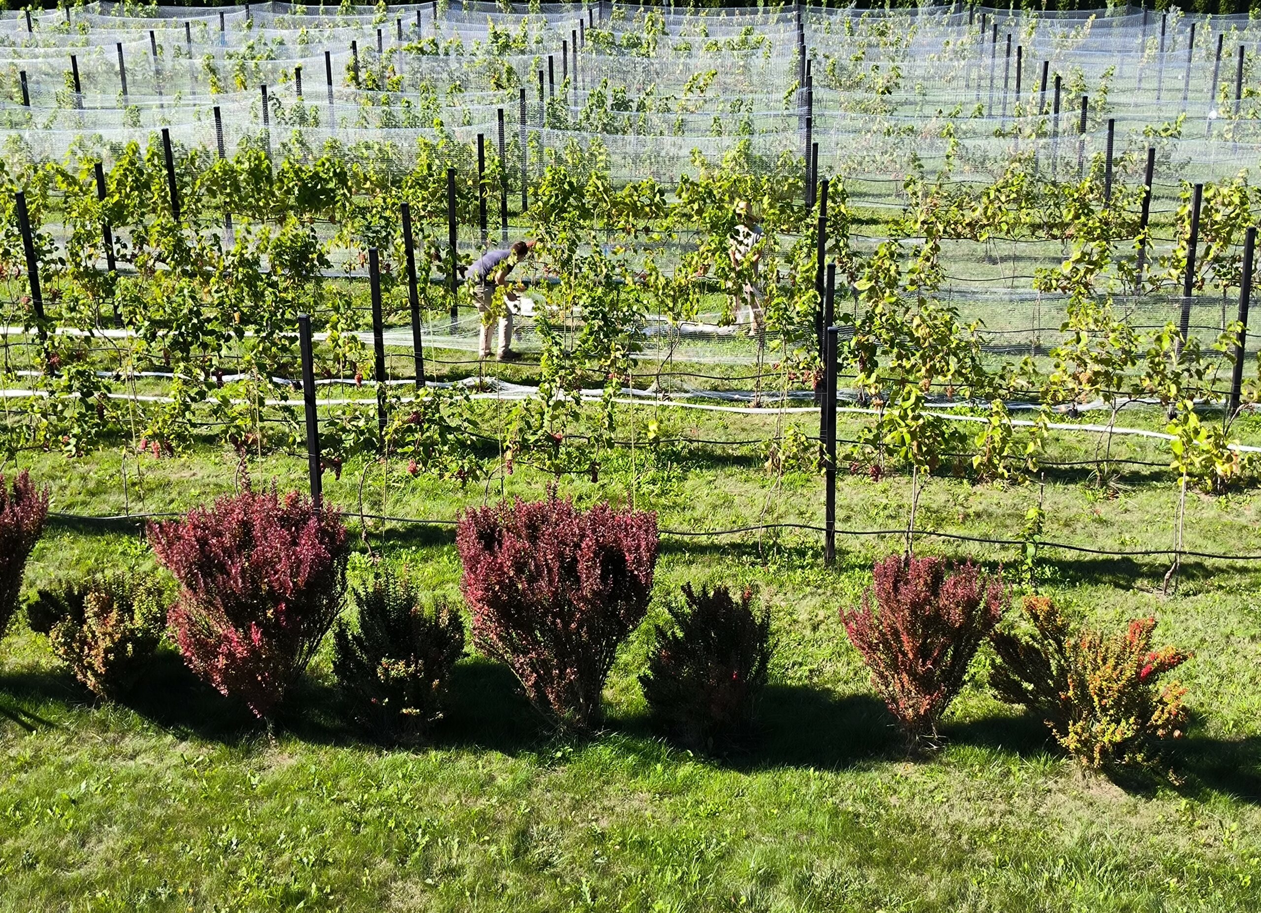 Widok na winnicę obok sali bankietowej — idealne miejsce na plener weselny.